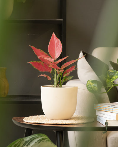Eine Topfpflanze mit leuchtend rosa und grünen Blättern steht in einem schönen Keramik-Topf (Direito | 14 cm ⌀) auf einem kleinen Holztisch in einer gemütlichen Inneneinrichtung. Daneben sind ein paar Bücher auf dem Tisch gestapelt und im Hintergrund ist ein Teil eines weißen Sofas zu sehen. Im Vordergrund verschwimmt das Grün und verleiht dem Ganzen einen natürlichen Touch.