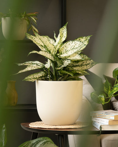 Eine üppige grün-weiß panaschierte Zimmerpflanze in einem cremefarbenen Keramik-Topfset 'Direito' (22, 16, 14) steht auf einem hölzernen Beistelltisch. Der Tisch ist mit einer geflochtenen Unterlage geschmückt, daneben stehen ein paar Bücher und eine weitere kleinere Pflanze. Im Hintergrund sind ein weiches Sofa und eine dekorative Vase zu sehen.