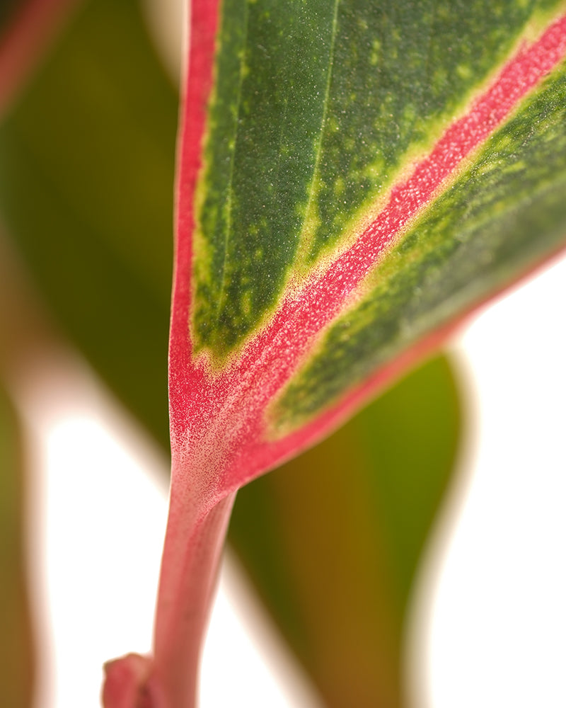 Detailaufnahme Aglaonema Jungle Red