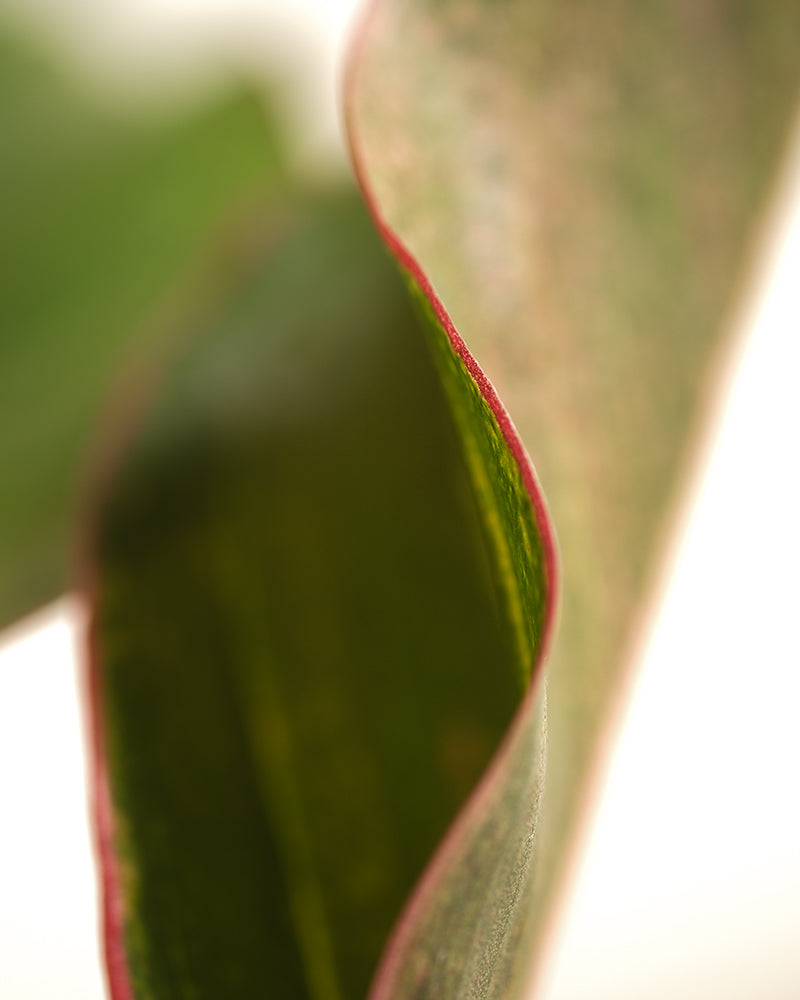 Detailaufnahme Aglaonema Jungle Red