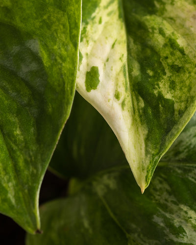 Nahaufnahme der weiss-grün panaschierten Blätter einer Efeutute Marble Queen.