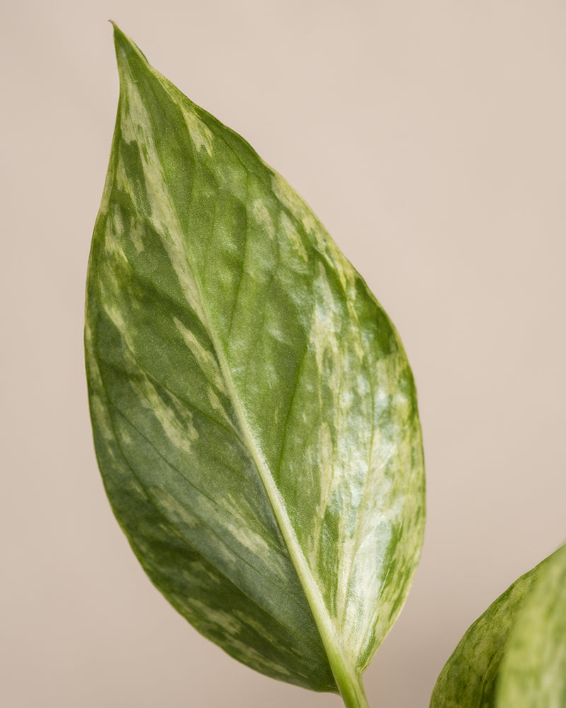 Nahaufnahme der weiss-grün panaschierten Blätter einer Efeutute Marble Queen.