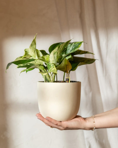 Eine Hand hält einen beigen Keramiktopf mit einer üppigen grünen Hydro • Efeutute Marble Queen-Pflanze vor einem hellen Stoffhintergrund. Die Marble Queen hat bunte grüne und gelbe Blätter und strahlt ein Gefühl natürlicher Ruhe aus.