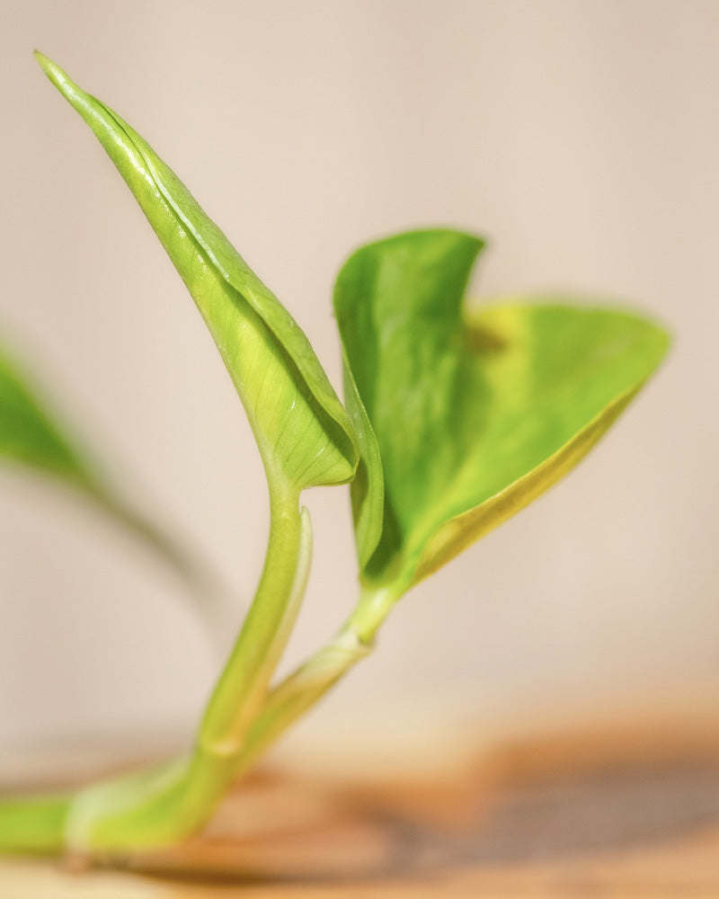 Nahaufnahme einer jungen grünen Pflanze, aus der neue Blätter sprießen. Der Fokus liegt auf dem frischen, hellgrünen Laub vor einem leicht verschwommenen Hintergrund. Die Pflanze wirkt gesund und lebendig, was auf neues Wachstum und Vitalität hindeutet – ein perfektes Beispiel für Pflanzenpflege für Ihre Hydro • Efeutute Marble Queen.