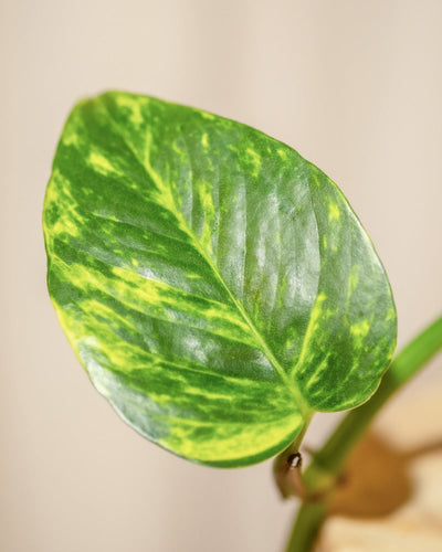 Nahaufnahme eines einzelnen grünen Blattes mit gelber Panaschierung, charakteristisch für die Hydro • Efeutute Marble Queen. Das Blatt weist eine glatte, glänzende Oberfläche und markante Adern auf. Der unscharfe Hintergrund betont die leuchtenden Farben und die Struktur des Blattes, was es ideal für Pflanzenpflege-Enthusiasten macht.