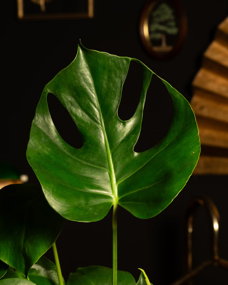 Nahaufnahme eines einzelnen leuchtend grünen Monstera-Blattes mit charakteristischen Perforationen. Das Blatt hebt sich von einem dunklen, stilvollen Hintergrund mit gerahmtem Wandbild und einem Dekorationsobjekt aus der Kollektion Extra-Pflanzen zum Adventskalender von feey ab und verleiht ihm einen Hauch von Winterdschungel-Eleganz.