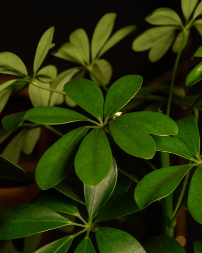 Eine Nahaufnahme von üppigen grünen Blättern einer tropischen Pflanze, möglicherweise einer Schefflera, die wie Speichen nach außen strahlen. Der dunkle Hintergrund betont das kräftige Grün des Blattwerks. Ideal, um eine Winterdschungel-Atmosphäre zu erzeugen oder Ihr Extra-Pflanzen zum Adventskalender-Set aufzuwerten.