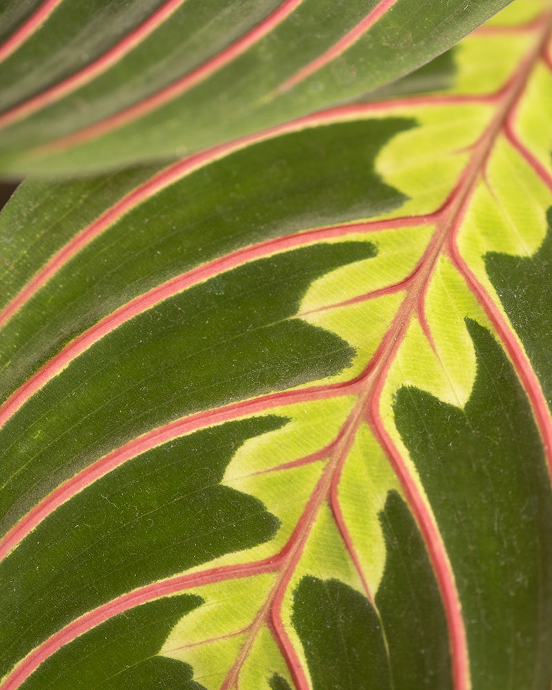 Nahaufnahme eines Blattes einer Maranta (Maranta leuconeura tricolor)