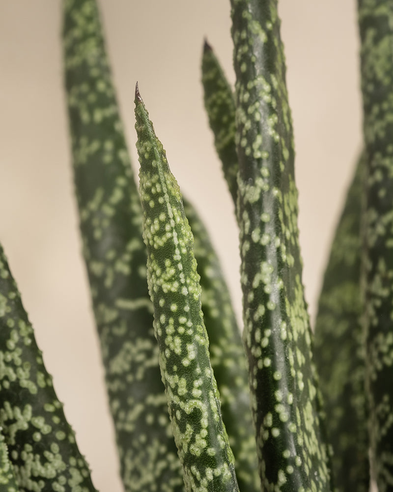 Nahaufnahme der Blätter von Gasteria verrucosa mit einem gesprenkelten Muster aus Dunkel- und Hellgrün. Die pflegeleichten, langen, schmalen Blätter zeigen nach oben vor einem weichen, neutralen Hintergrund.