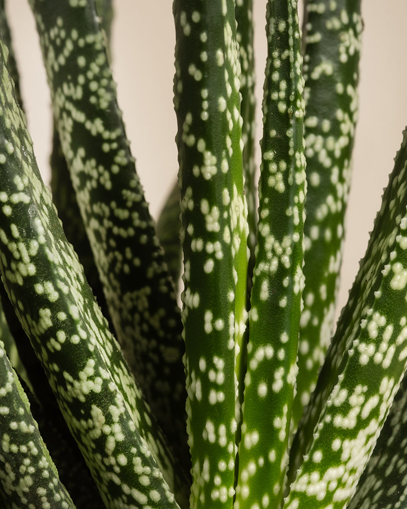 Nahaufnahme einer Gasteria verrucosa mit dicken, spitzen grünen Blättern, die mit weißen Flecken bedeckt sind. Die pflegeleichten Blätter sind in einem eleganten Büschel nach oben gerichtet und heben sich vor einem weichen, neutralen Hintergrund ab, was die einzigartige Textur der Pflanze hervorhebt.