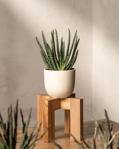 Eine Aloe-Topfpflanze steht auf einem Holzständer und wirft Schatten auf eine strukturierte Wand. Das Sonnenlicht beleuchtet sanft ihre stacheligen grünen Blätter. In der Nähe verleiht die pflegeleichte Gasteria verrucosa der Szene mit weiteren unscharfen Pflanzen im Vordergrund Tiefe.