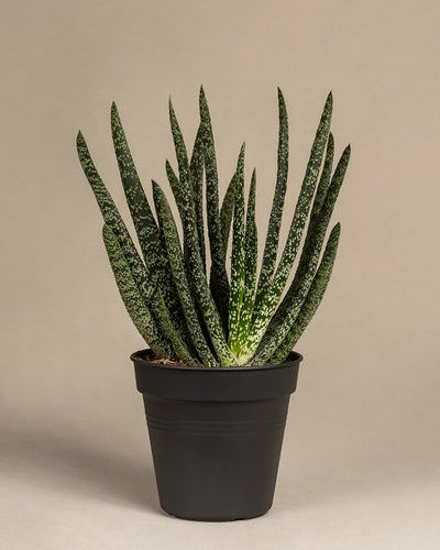 Eine dunkelgrüne Gasteria verrucosa mit langen, spitzen, weiß gesprenkelten Blättern steht in einem schwarzen Topf vor einem neutralen Hintergrund. Diese pflegeleichte Sukkulente verleiht jedem Raum eine elegante Note.