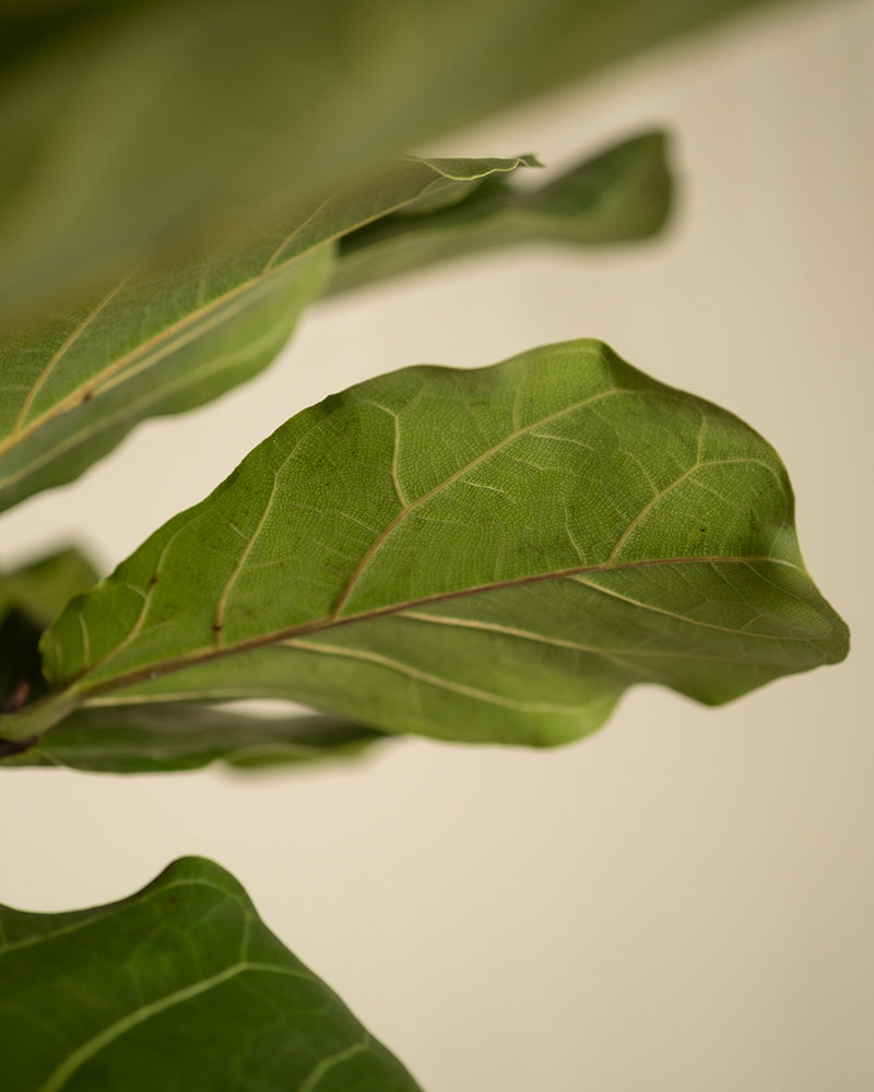 Nahaufnahme der grünen Blätter des Geigenfeige XL auf hellbeigem Hintergrund. Die auffällig geäderten Blätter des Ficus lyrata haben ein strukturiertes Aussehen. Der Winkel fängt die natürlichen Kurven und Kanten ein und vermittelt ein Gefühl von Frische und Vitalität, was ihn zu einem idealen Highlight für Zimmerpflanzen macht.