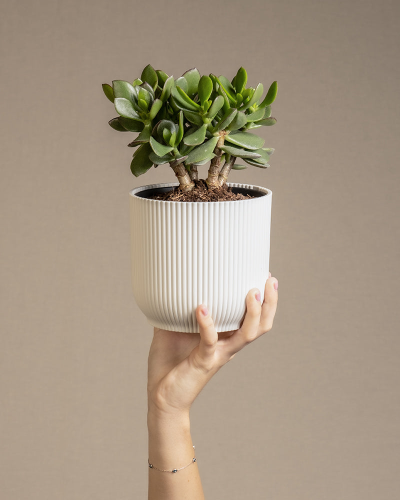 Eine Hand hält einen weißen, gerippten Blumentopf mit einer Jadepflanze (Crassula ovata) vor einem beigen Hintergrund hoch. Der Geldbaum hat dicke, grüne, ovale Blätter. Der Arm der Person ist teilweise sichtbar und trägt ein einfaches Armband am Handgelenk.