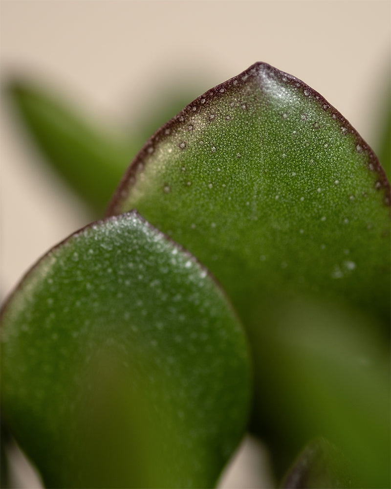 Nahaufnahme eines Geldbaums, auch bekannt als Crassula ovata, mit dicken, grünen Blättern, die von einem rötlichen Farbton umrandet sind. Die Blattoberflächen scheinen mit winzigen Wassertropfen gesprenkelt zu sein, was ein strukturiertes Aussehen erzeugt. Der Hintergrund ist leicht verschwommen.