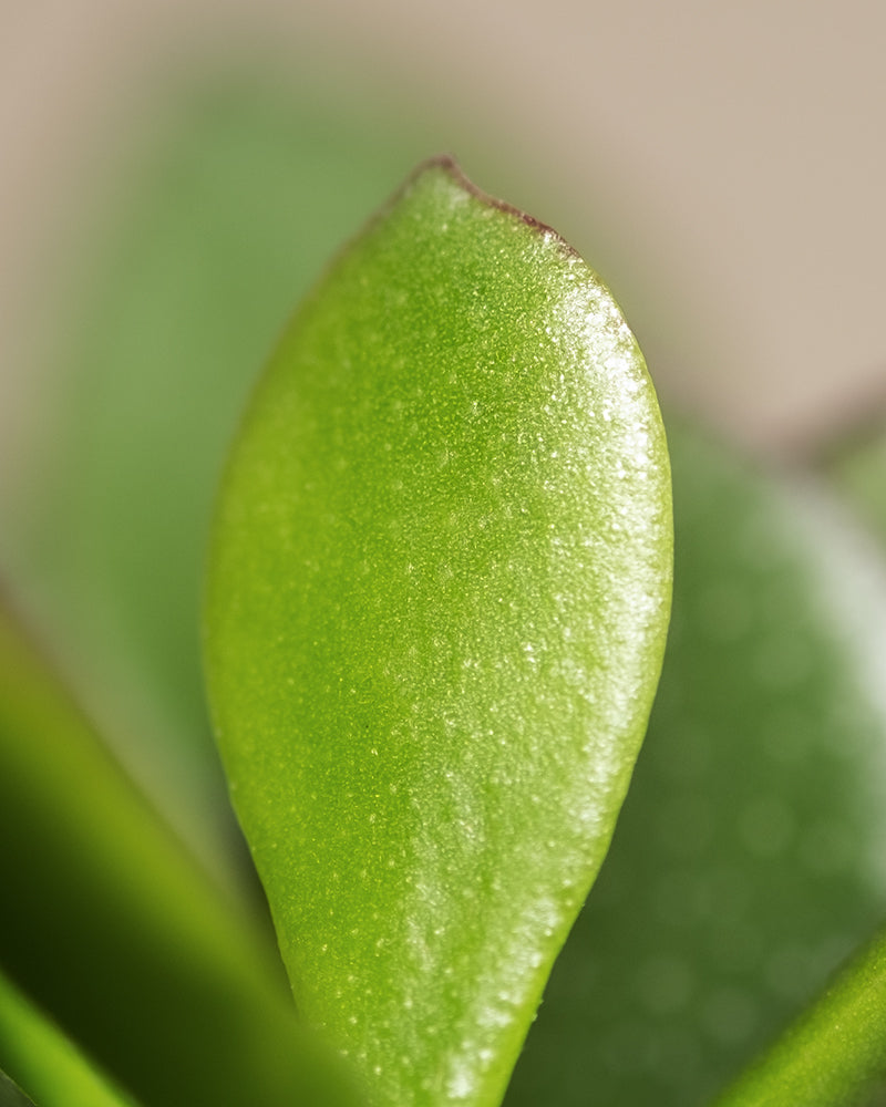 Nahaufnahme eines Crassula ovata-Blattes mit glatter, fleischiger Textur. Das Blatt läuft zu einer abgerundeten Spitze zu und hat eine hellgrüne Farbe. Im unscharfen Hintergrund ist ein weiteres Geldbaumblatt zu sehen, was zum weichen Fokus und der einfachen Komposition des Bildes beiträgt.