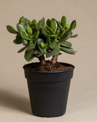 Ein kleiner Geldbaum im Topf, allgemein bekannt als Crassula ovata oder Glücksbaum, mit dicken, fleischigen grünen Blättern ist vor einem neutralen Hintergrund abgebildet. Die Pflanze steckt in einem schwarzen Plastiktopf