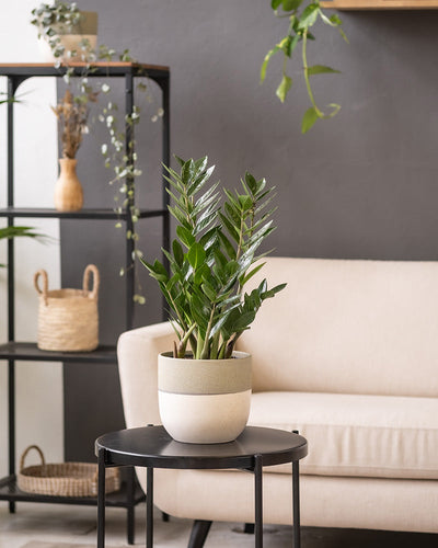 Eine Topfpflanze mit glänzend grünen Blättern steht auf einem schwarzen runden Tisch in einem modernen Wohnzimmer mit einem beigen Sofa vor einer grauen Wand. Im Hintergrund steht ein schwarzes Regal mit Dekoartikeln, und einige hängende Zimmerpflanzen ergänzen das Dekor, untergebracht in einem eleganten Keramik-Topfset 'Variado' (22, 18, 16, 14, 3 × 7).