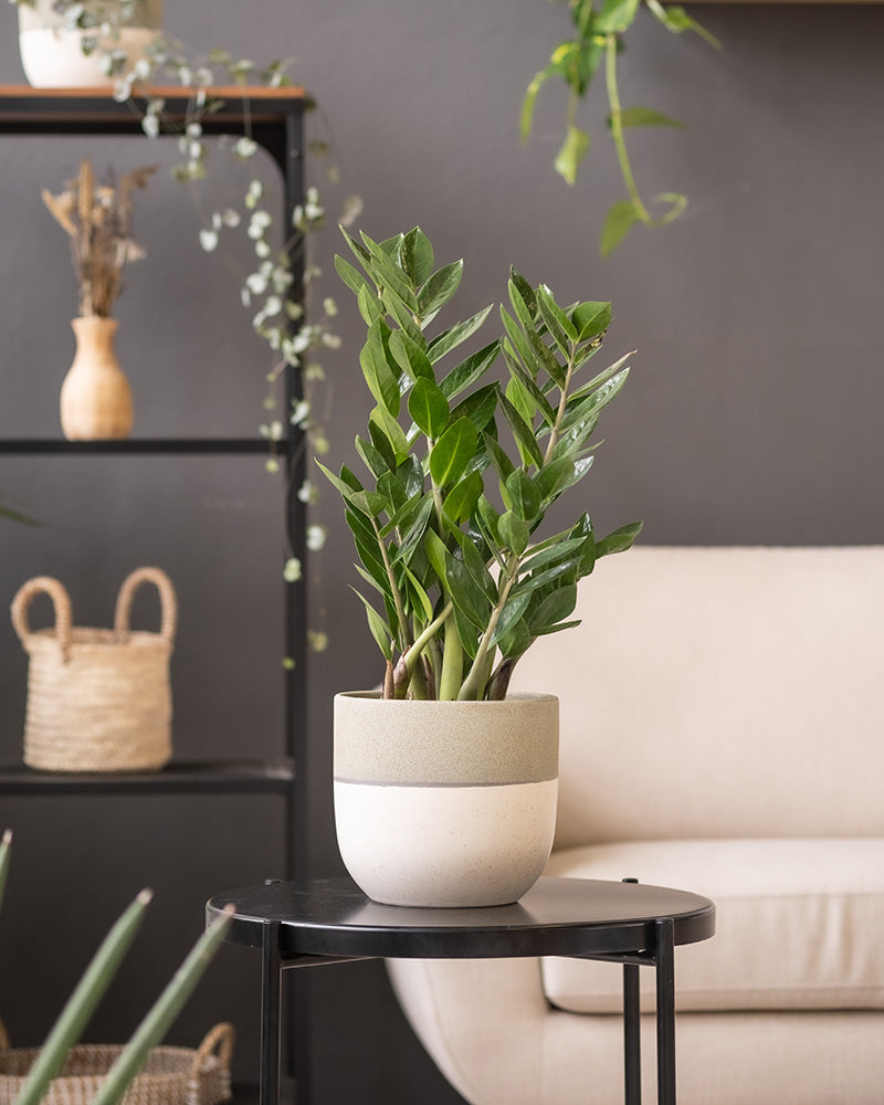 Eine grüne Topfpflanze steht auf einem kleinen, schwarzen, runden Tisch in einem modernen Wohnzimmer mit einer beigen Couch. Im Hintergrund ist ein schwarzes Regal mit dekorativen Gegenständen wie handgefertigten Körben, Vasen und einem Keramik-Topfset „Variado“ (2x 22, 18, 16) zu sehen, alles vor einer dunkelgrauen Wand.