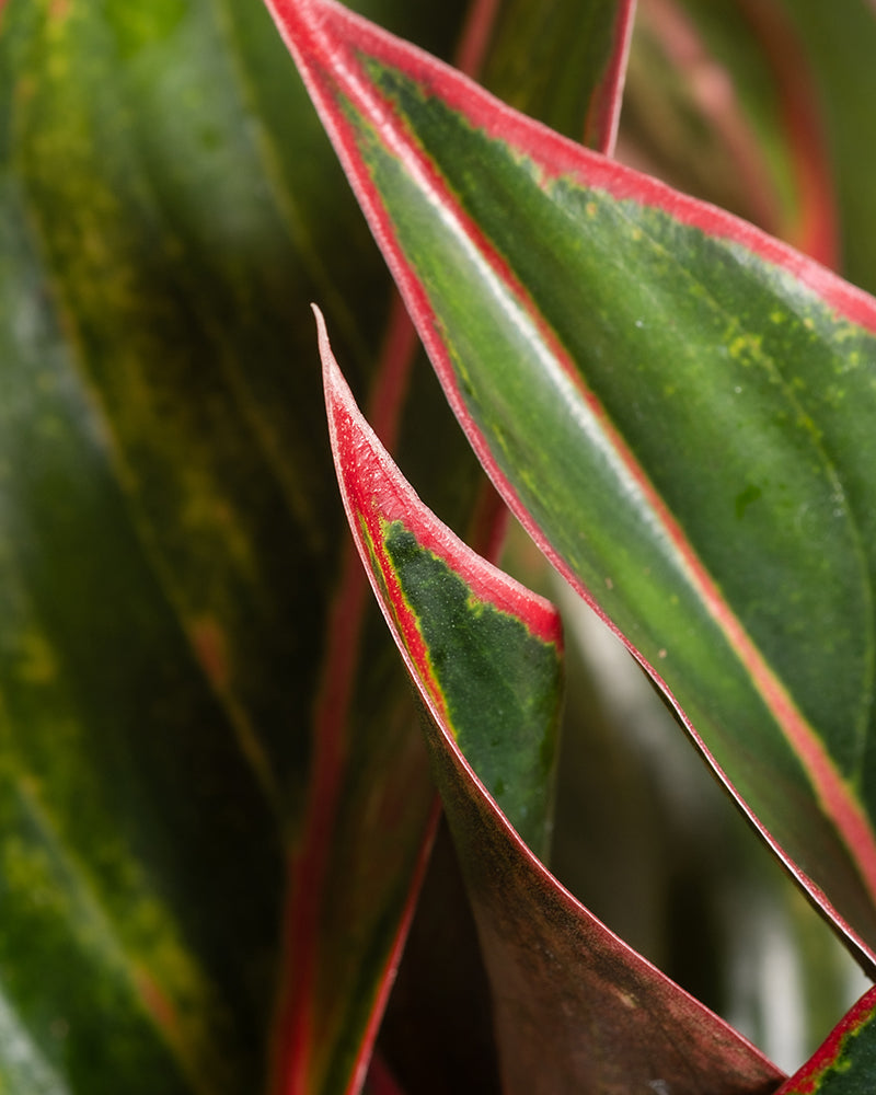 Nahaufnahme der Blätter der Großen Aglaonema Jungle Red mit grüner Mitte und roten Rändern, die die scharfen, spitzen Enden und bunten Muster zeigen. Dieses Bild hebt die natürlichen Details, Texturen und leuchtenden Farben dieser Großen Aglaonema Jungle Red hervor und macht sie zur perfekten Deko für Zuhause.