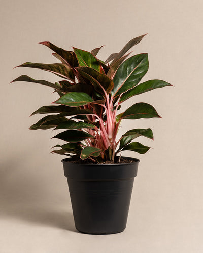 Eine Große Aglaonema Jungle Red mit dunkelgrünen und rosa Blättern steht vor einem neutralen Hintergrund. Die Große Aglaonema Jungle Red steckt in einem schwarzen Plastiktopf. 