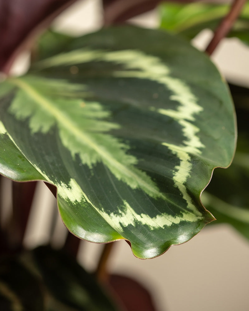 Detailaufnahme des gemusterten Blattes einer großen Calathea Roseopicta (auch Calathea Roseopicta 'Medallion' genannt)