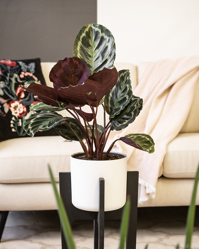 Eine große Calathea Roseopicta (auch Calathea Roseopicta 'Medallion' genannt) in einem weißen Topf auf einem Pflanzenständer in der Farbe Anthrazit inmitten eines gemütlich eingerichteten Wohnzimmers