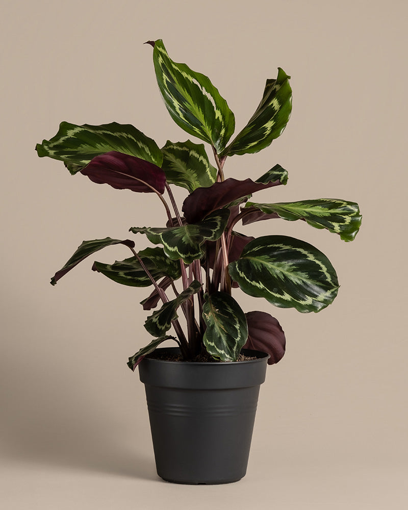 Eine große Calathea Roseopicta (auch Calathea Roseopicta 'Medallion' genannt) in einem schwarzen Innentopf ohne Übertopf