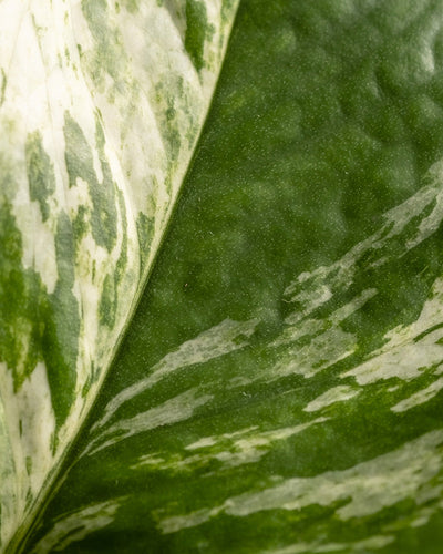 Nahaufnahme eines grünen Blattes mit weißer Panaschierung, typisch für eine Monstera. Die Blattoberfläche weist feine Texturen und eine Mischung aus festen und gemusterten Bereichen auf, was ihr ein gesprenkeltes Aussehen verleiht – ein perfektes Beispiel für Zimmerpflanzenliebhaber, die sich für Pflanzenpflege interessieren. Dieses atemberaubende Detail ist nur ein Aspekt, der das Me-Time-Paket ideal für Pflanzenliebhaber macht, die Momente der Ruhe und von der Natur inspirierte Schönheit schätzen.