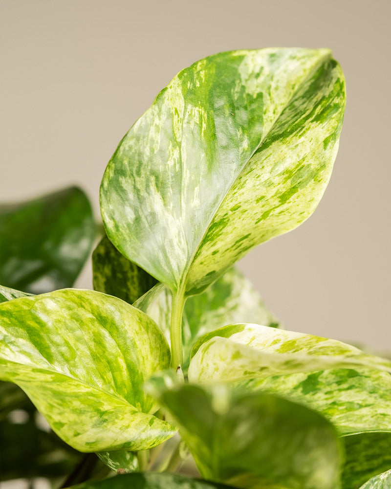 Nahaufnahme eines Epipremnum aureum, Teil des Me-Time-Pakets, allgemein bekannt als Pothos oder Efeutute, mit seinen bunten grünen und gelben Blättern. Die hellgrünen und weißen marmorierten Muster auf den herzförmigen Blättern heben sich deutlich von einem neutralen Hintergrund ab und bieten eine Inspiration für Zimmerpflanzenliebhaber, die sich auf Pflanzenpflege konzentrieren.