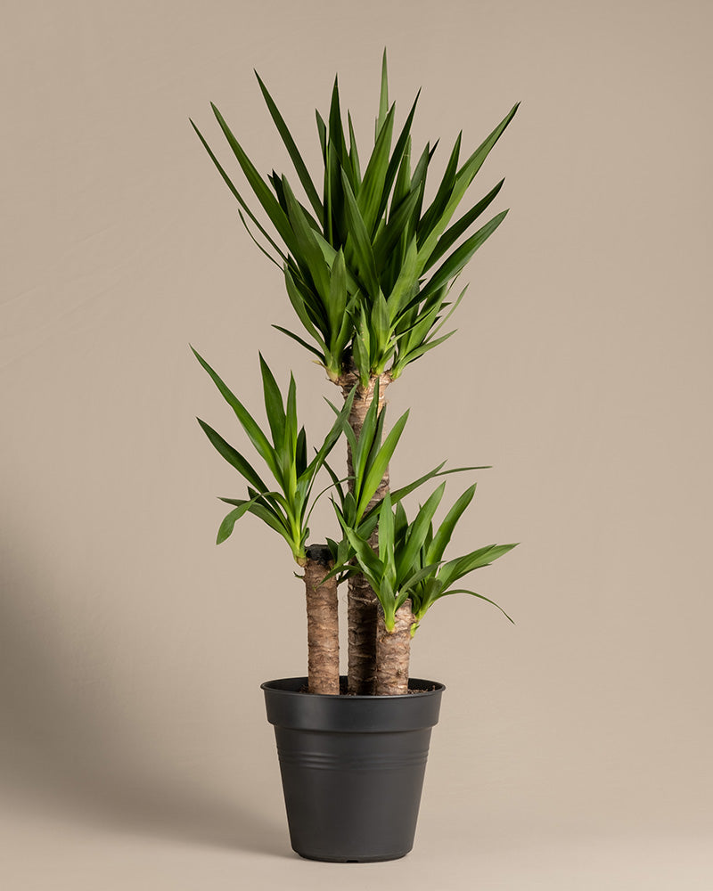 Große Yucca   Yucca elephantipes   feey Pflanzen 🌱 – feey GmbH