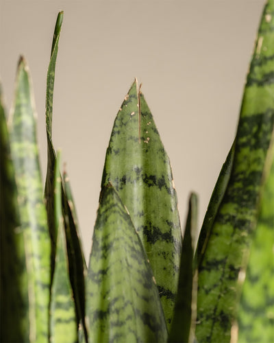 Nahaufnahme einer Großen Grünen Schwiegermutterzunge (Sansevieria trifasciata) mit dunkelgrünen, aufrechten, schwertförmigen Blättern mit hellgrünen horizontalen Streifen. Die Blätter, die eine Pflanzenhöhe von 55 bis 65 cm erreichen, haben spitze Enden und einige braune Ränder, die sich vor einem neutralen Hintergrund abheben.