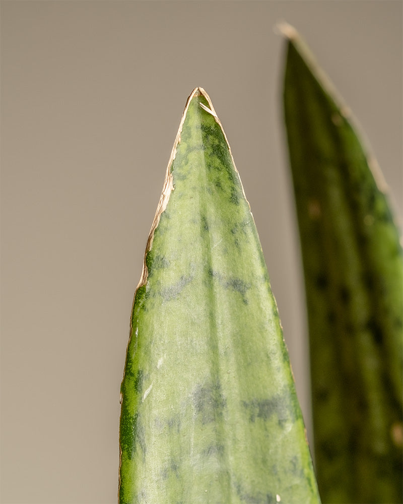 Nahaufnahme der spitzen Enden zweier Blätter der Grünen Schlangenpflanze (Sansevieria trifasciata) mit leicht unscharfem beigem Hintergrund. Die Blätter der Großen Grünen Schwiegermutterzunge haben eine Mischung aus dunkel- und hellgrünen Streifen und zeigen an den Rändern eine leichte Bräunung.