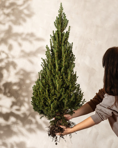 Eine Person hält einen kleinen, entwurzelten Weihnachtsbaum mit sichtbaren Wurzeln vor einem hellen Hintergrund. Schatten des Baumes werden an die Wand geworfen und die Person ist teilweise von der Seite sichtbar.