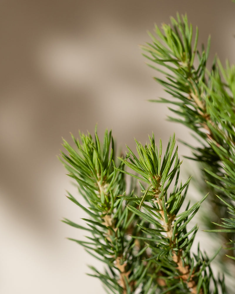 Nahaufnahme von grünen Weihnachtsbaumzweigen mit spitzen Nadeln vor einem neutralen Hintergrund. Der Fokus liegt auf dem üppigen Laub, das die Textur und die frische Farbe der Nadeln hervorhebt. Die Beleuchtung erzeugt weiche Schatten, die dieser Picea glauca-Szene Tiefe verleihen.