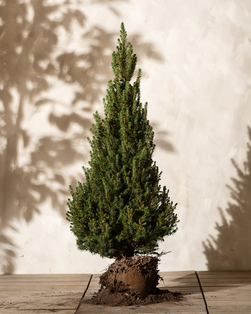 Ein kleiner Weihnachtsbaum, ein immergrüner Baum mit freiliegenden Wurzeln, ruht elegant auf einer Holzoberfläche. Der Hintergrund besteht aus einer neutralen, hellen Wand, auf der weiche Schatten von Zweigen sanft tanzen.