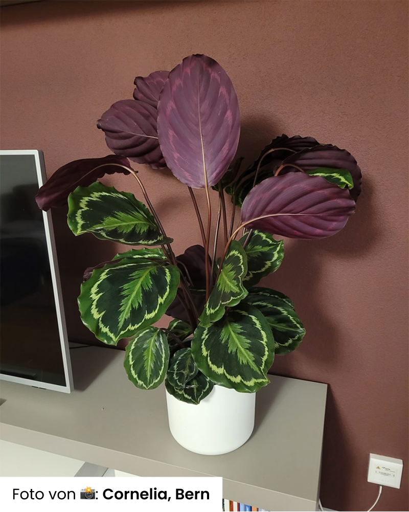 Foto von Kundin, große Calathea Roseoptica