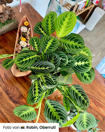 Eine leuchtende Maranta-Lemon-Limette-Pflanze mit wunderschön gestreiften Blättern steht auf einem Holztisch. Daneben steht ein dekoratives Holztablett, das mit getrockneten Blumen geschmückt ist und die lebhaften Farben der Lemon-Limette-Gebetspflanze noch verstärkt.