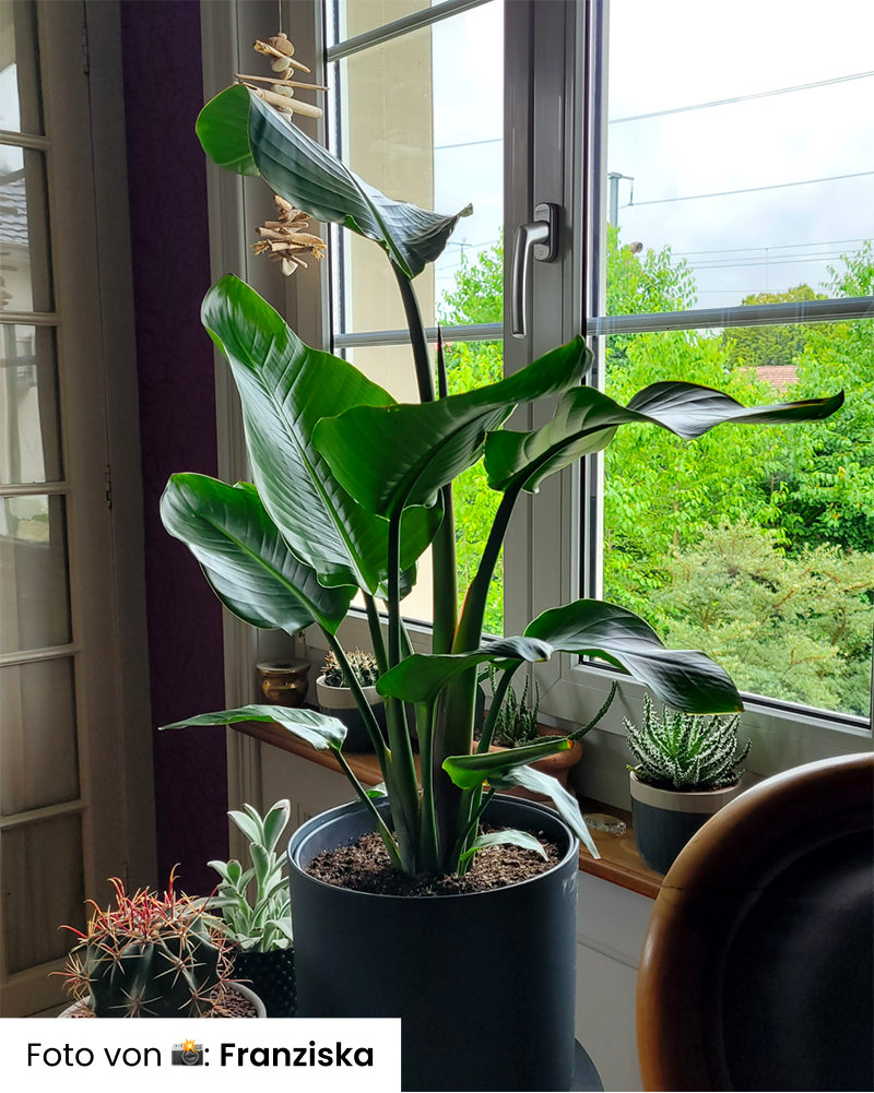 Eine üppig grüne Strelitzie XL steht auf einem Tisch am Fenster und streckt ihre großen Blätter nach oben. Mehrere kleinere Zimmerpflanzen, darunter Kakteen und Sukkulenten, stehen in der Nähe. Natürliches Licht strömt durch das Fenster und erhellt das kräftige Grün.