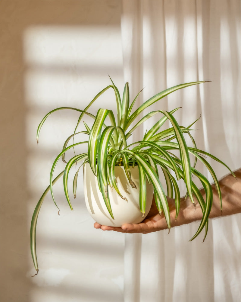 Eine Hand hält eine Hydro-Grünlilie, eine Topf-Grünlilie (Chlorophytum comosum 'Variegatum') mit langen, gebogenen, grün-weiß gestreiften Blättern. Im Hintergrund fällt weiches, diffuses Licht durch hauchdünne weiße Vorhänge und schafft so eine ruhige und natürliche Atmosphäre.