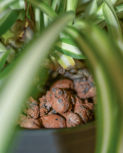 Nahaufnahme einer Hydro-Grünlilie im Topf mit langen, schlanken grünen Blättern mit weißen Streifen. Der Topf enthält braune, poröse Tonkügelchen als Wachstumsmedium. Das Bild konzentriert sich auf die Tonkügelchen inmitten des Laubes dieser wunderschönen Pflanze.