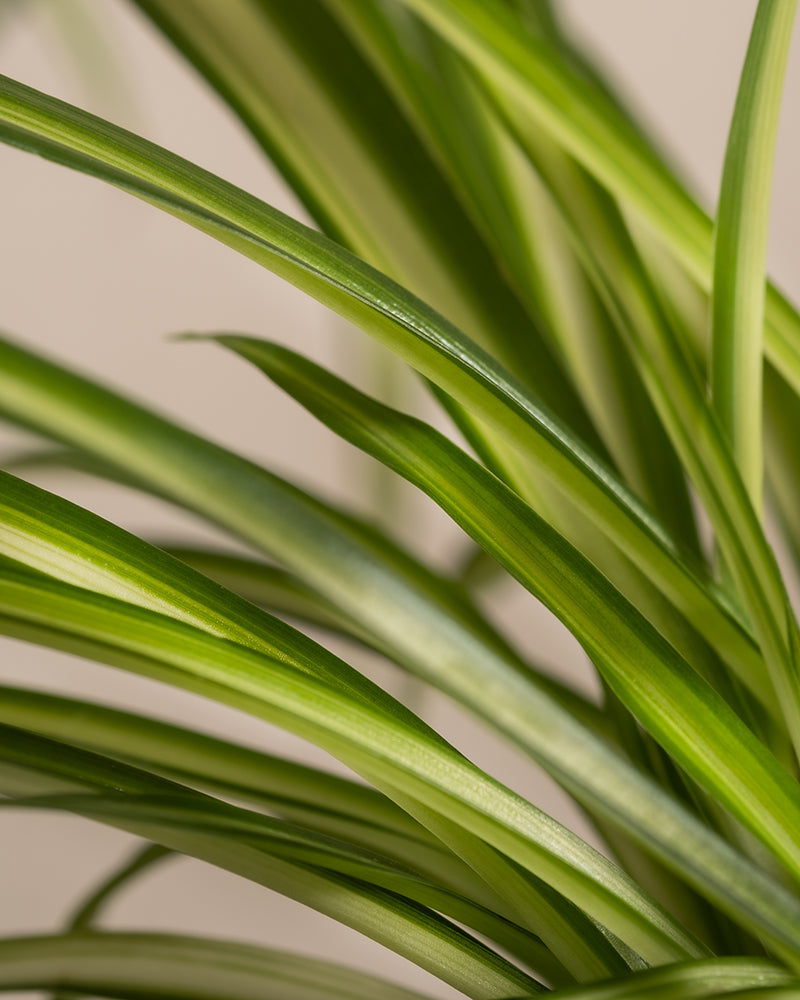 Nahaufnahme der grünen Blätter einer Grünlilie (Chlorophytum comosum) vor beigem Hintergrund. Die langen, schmalen Blätter weisen eine Mischung aus hell- und dunkelgrünen Streifen auf. Dieses kinderfreundliche Duo ist perfekt für Räume, in denen Grün auf Gelassenheit trifft.