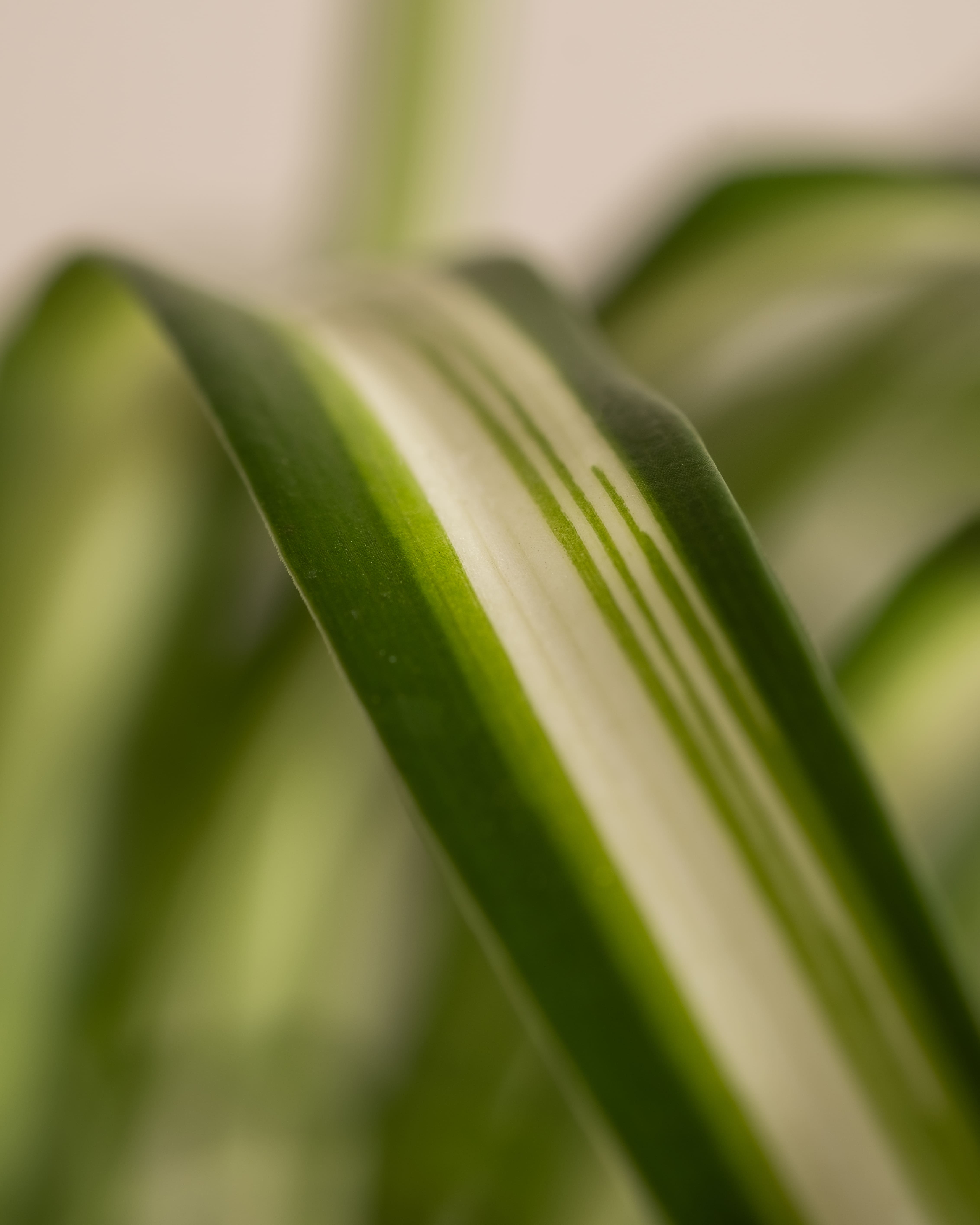 Nahaufnahme eines Philodendron-Birkin-Blattes, Teil des Familienzuwachs-Sets, mit einem weißen Streifen in der Mitte. Der Hintergrund ist leicht verschwommen, wodurch die Textur und die leuchtenden Farben des Blattes hervorgehoben werden.