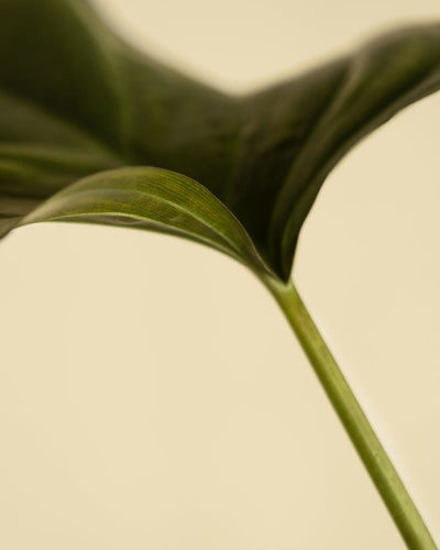 Nahaufnahme eines einzelnen grünen Blattes mit glatter Oberfläche und sichtbaren Adern. Das Blatt, das an Black Beauty erinnert, ist an einem schlanken grünen Stiel befestigt, der sich von einem weichen, beigen Hintergrund abhebt. Das Bild hebt die Textur und Details der herzförmigen Blätter hervor, die man häufig bei Homalomena rubescens „Black“ sieht.