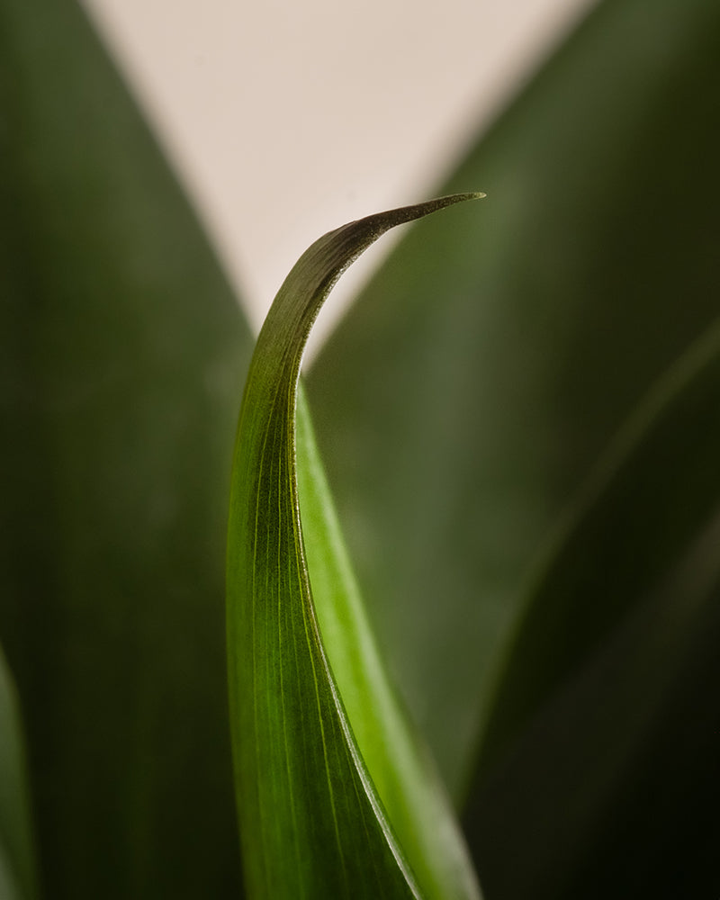 Detailaufnahme vom Blatt einer Keulenlilie