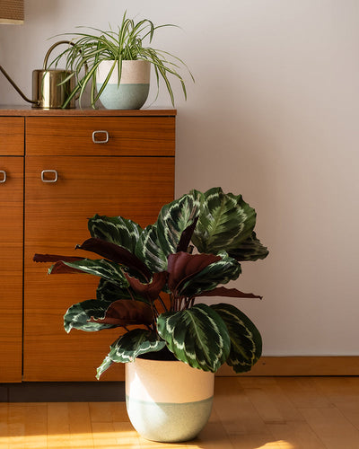 In einem gut beleuchteten Raum steht ein brauner Holzschrank mit einer kleinen Topfspinne darauf. Vor dem Schrank steht eine größere Topfpflanze (Grosse Calathea roseoptica) mit grünen und violetten Blättern direkt auf dem Holzboden, wodurch ein kinderfreundliches Duo entsteht, das sich perfekt für sorgenfreies Spielen eignet.