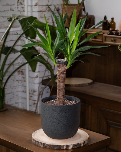 Eine kleine Yucca mit hohem, braunem Stamm und leuchtend grünen Blättern sitzt auf einer Holzscheibe, die auf einer Holzoberfläche platziert ist. Der Hintergrund verströmt tropisches Flair mit weiteren Zimmerpflanzen und einem rustikalen Interieur mit einer Ziegelwand und Holzmöbeln.