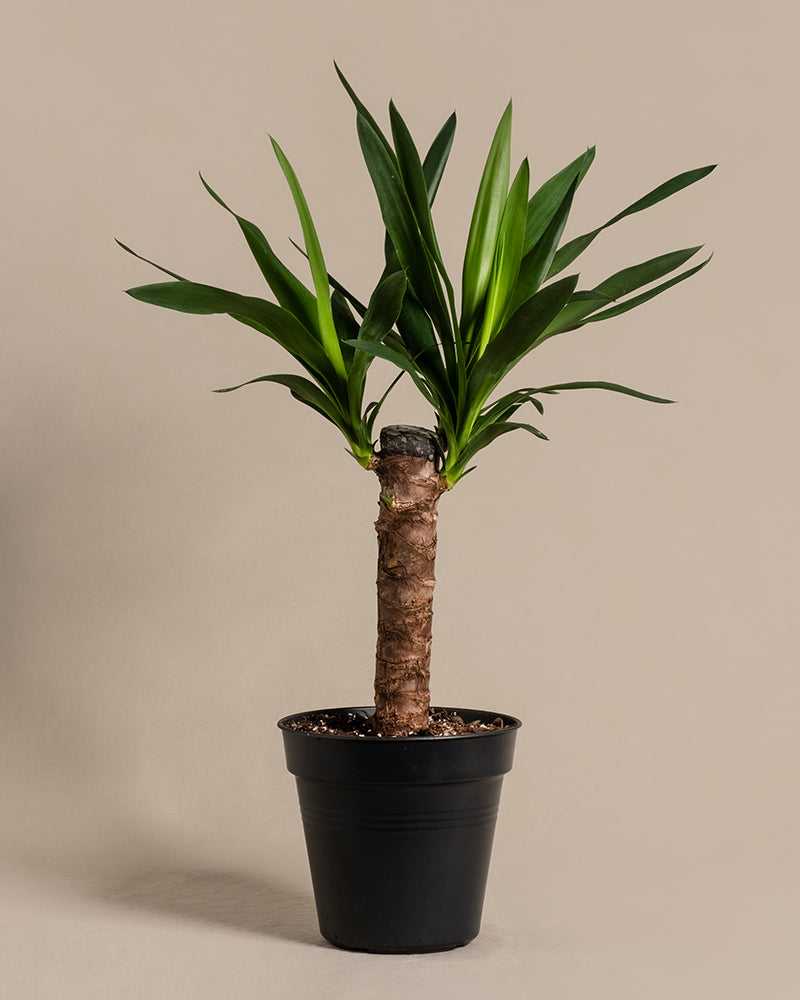 Eine kleine Yucca-Pflanze im Topf mit dickem braunem Stamm und langen, spitzen grünen Blättern steht vor einem schlichten beigen Hintergrund und versprüht tropisches Flair