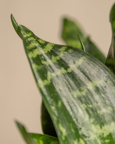 Detailaufnahme Kleine grüne Schwiegermutterzunge