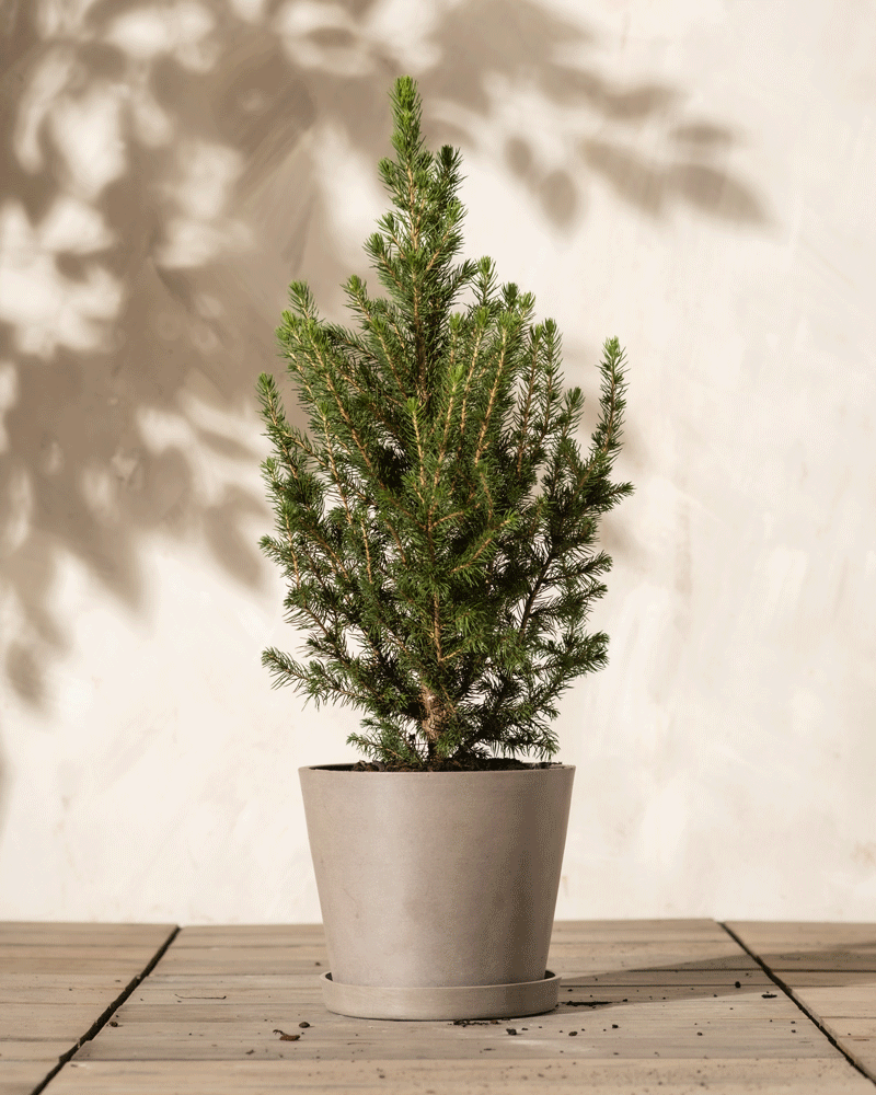 Ein kleiner Weihnachtsbaum in einem grauen Topf steht auf einer Holzfläche. Die dichten grünen Nadeln des Baumes werfen einen Schatten auf die helle Wand dahinter. Auf dem Holz sind ein paar verstreute Erdklumpen zu sehen, die den Charme dieses entzückenden Weihnachtsbäumchens noch verstärken.